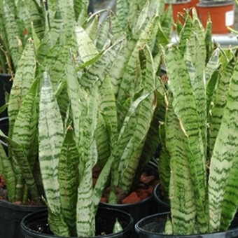 Tanaman Sansevieria Zeylanica - BibitBunga.com