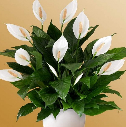 Hasil gambar untuk tanaman  Peace Lily / Spathiphyllum