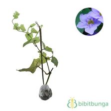 Tanaman Anggur Prince Bibitbunga tanaman anggur prince bibitbunga
