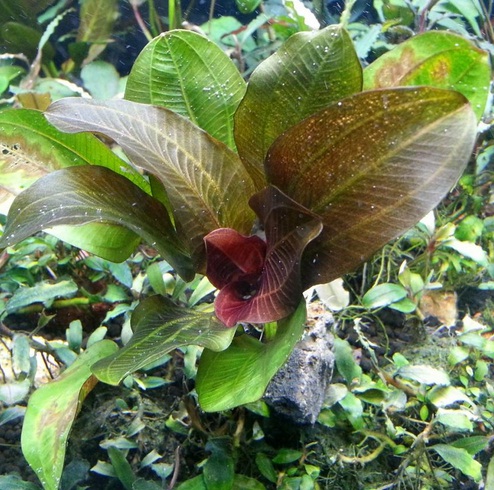 echinodorus arjuna