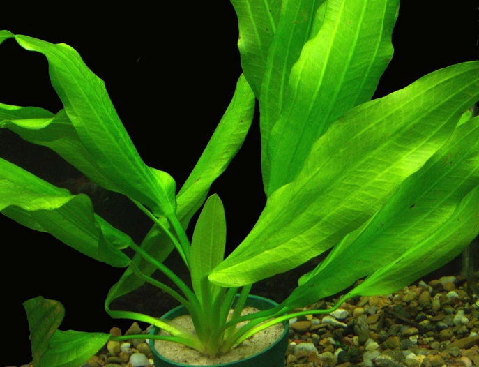 echinodorus muricatus green