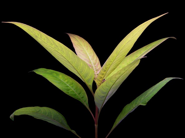 hygrophila corymbosa siamensis
