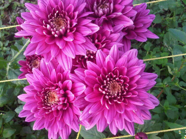 bunga potong krisan purple fuji bibitbunga bunga potong krisan purple fuji bibitbunga