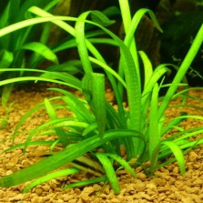 tanaman glossostigma elatinoides bibitbunga tanaman glossostigma elatinoides bibitbunga