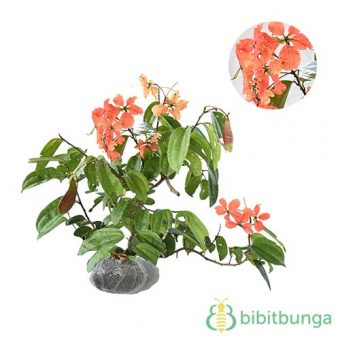 Tanaman Trailing Bauhinia Bibitbunga tanaman trailing bauhinia bibitbunga