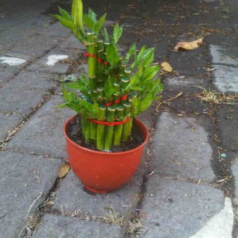 tanaman bambu hoki spiral bibitbunga tanaman bambu hoki spiral bibitbunga
