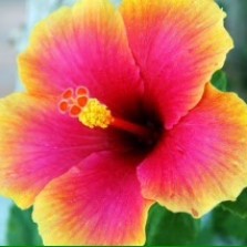 jual tanaman kembang sepatu hibiscus bibitbunga jual tanaman kembang sepatu hibiscus bibitbunga