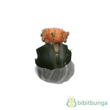tanaman paku tanduk rusa simbar menjangan bibitbunga tanaman paku tanduk rusa simbar menjangan bibitbunga