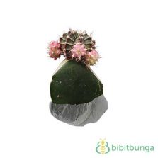 tanaman aglaonema all bibitbunga tanaman aglaonema all bibitbunga