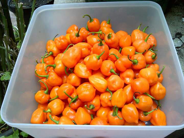 Benih Cabe Orange Habanero 3 Biji - Non Retail - BibitBunga.com