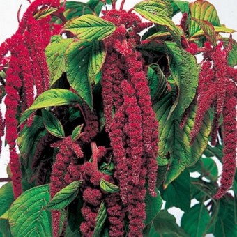 benih amaranth lies bleeding 100 biji non retail benih amaranth lies bleeding 100 biji non retail