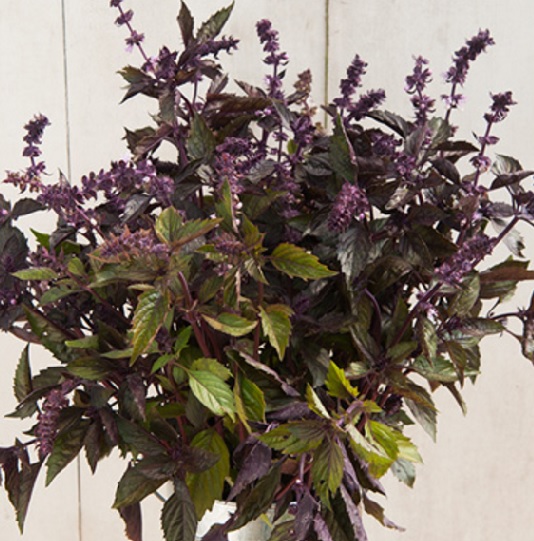 benih basil aromatto 50 biji non retail bibitbunga benih basil aromatto 50 biji non retail bibitbunga