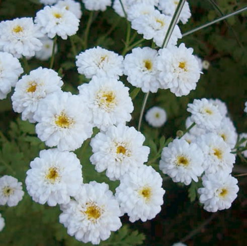 benih feverfew tetra white 20 biji non retail benih feverfew tetra white 20 biji non retail