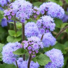 ageratum blue planet ageratum blue planet