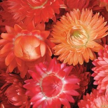 Bibit Bunga Balon (Hairy Balls Flower)