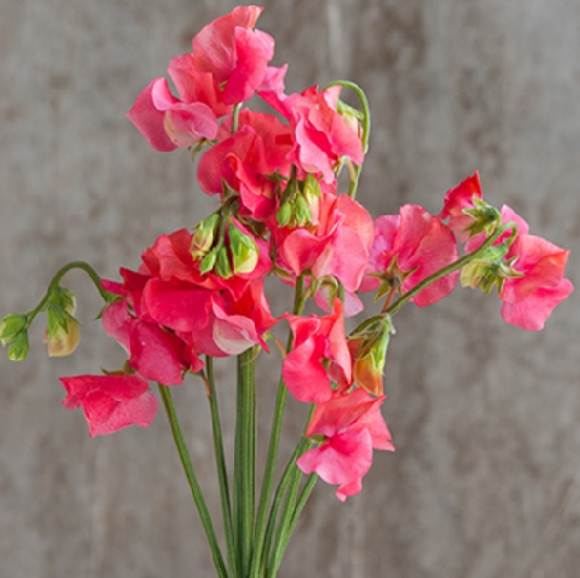 benih sweet pea elegance salmon 5 biji non retail benih sweet pea elegance salmon 5 biji non retail