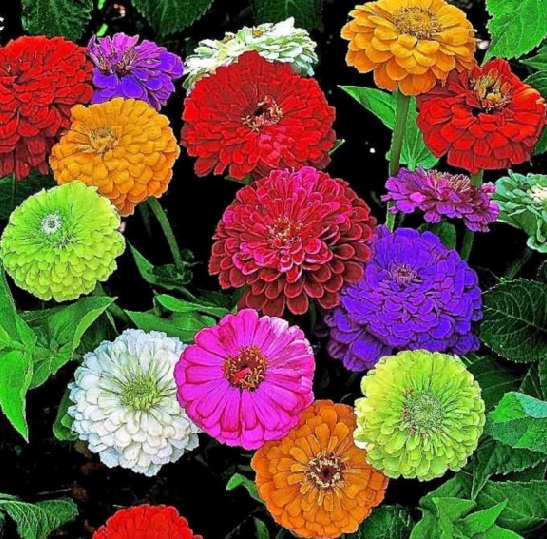 Benih Zinnia Giant Dahlia Mix 15 Biji Non Retail