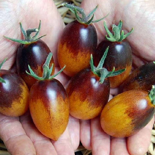 benih tomato indigo kumquat 5 biji non retail benih tomato indigo kumquat 5 biji non retail