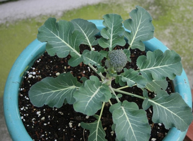 Hasil gambar untuk brokoli dalam polybag (sumber: bibitbunga.com)