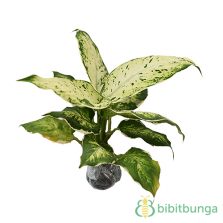 tanaman aglaonema bidadari bibitbunga tanaman aglaonema bidadari bibitbunga