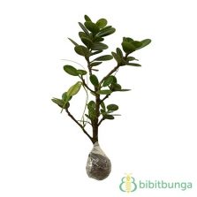 Tanaman Ande Ande Lumut Bibitbunga tanaman ande ande lumut bibitbunga