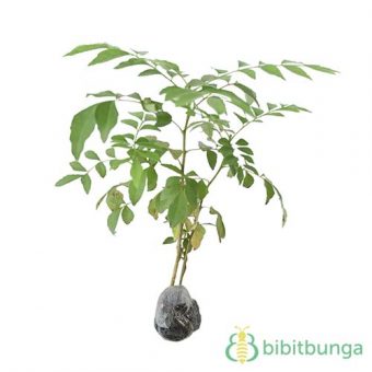 tanaman daun kari salam koja bibitbunga tanaman daun kari salam koja bibitbunga