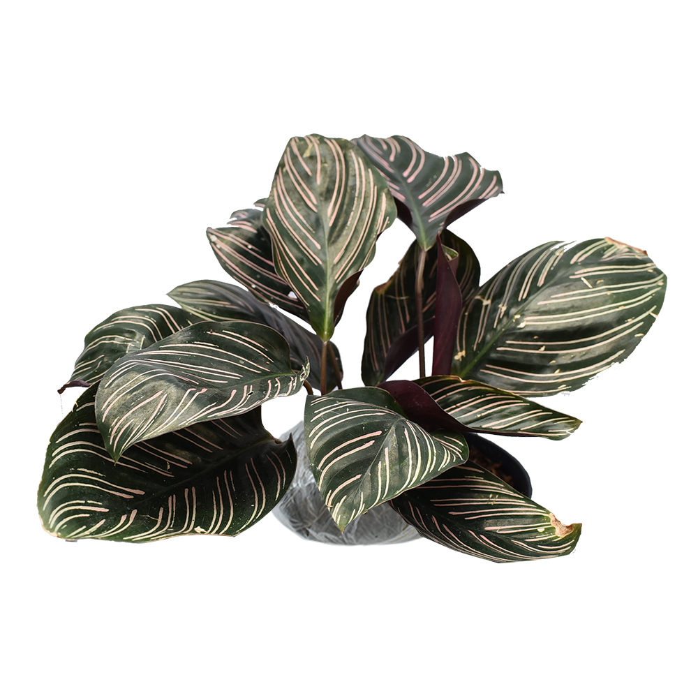 tanaman pinstripe calathea bibitbunga tanaman pinstripe calathea bibitbunga
