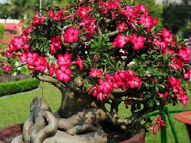 Hasil gambar untuk tentang cara membentuk bunga adenium agar seperti bonsai