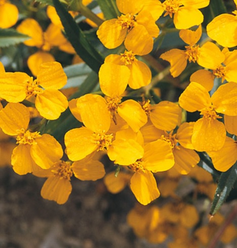 benih mexican mint marigold 20 biji non retail benih mexican mint marigold 20 biji non retail