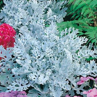 benih cineraria silver dust dusty miller 20 biji non retail bibitbunga benih cineraria silver dust dusty miller 20 biji non retail bibitbunga