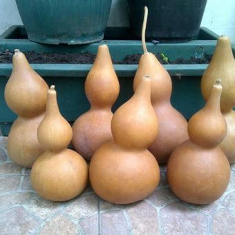 Benih Labu Botol (Bottle Gourd) 5 Biji – Non Retail