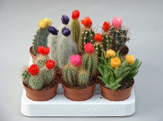bentuk-kaktus-mini.jpg