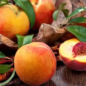 bibit buah persik prunus persica bibitbunga bibit buah persik prunus persica bibitbunga