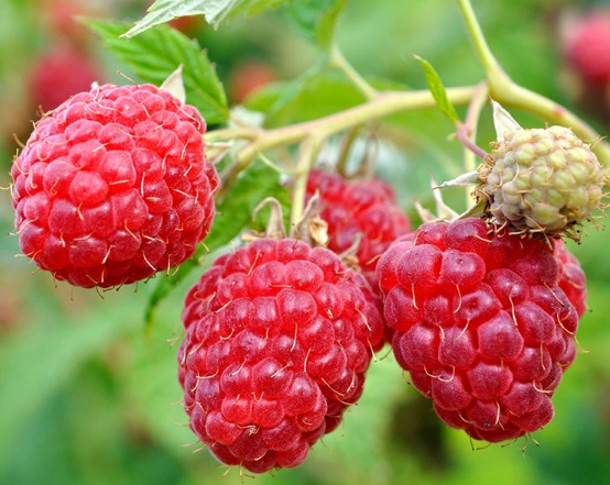 buah-red-raspberry.jpg