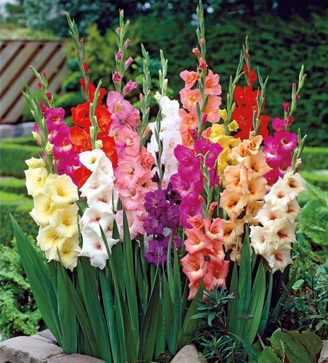 Hasil gambar untuk batang Bunga gladiol