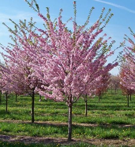 gambar-pohon-persik-prunus-persica.jpg
