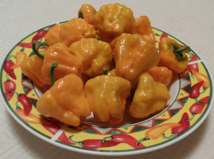 Benih Cabe Jamaican Yellow Mushroom 4 Biji Non Retail