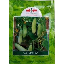 jual bibit benih bunga baby s breath isi 50 biji jual bibit benih bunga baby s breath isi 50 biji