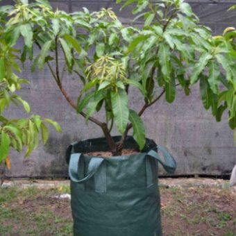 planter bag hijau 150 liter bibitbunga planter bag hijau 150 liter bibitbunga