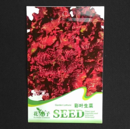 Lettuce 100 Biji benih selada caiye lettuce 100 biji retail asia Lettuce 100 Biji benih selada caiye lettuce 100 biji retail asia