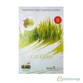 benih cat grass rumput kucing 50 biji maica leaf bibitbunga benih cat grass rumput kucing 50 biji maica leaf bibitbunga
