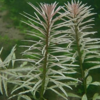 tanaman aquascape ludwigia sp pink bibitbunga tanaman aquascape ludwigia sp pink bibitbunga