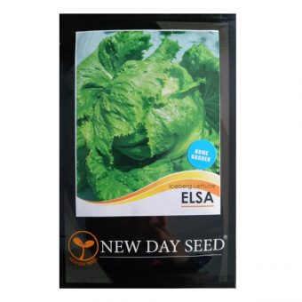 benih selada elsa iceberg lettuce 0 5 gram new day benih selada elsa iceberg lettuce 0 5 gram new day