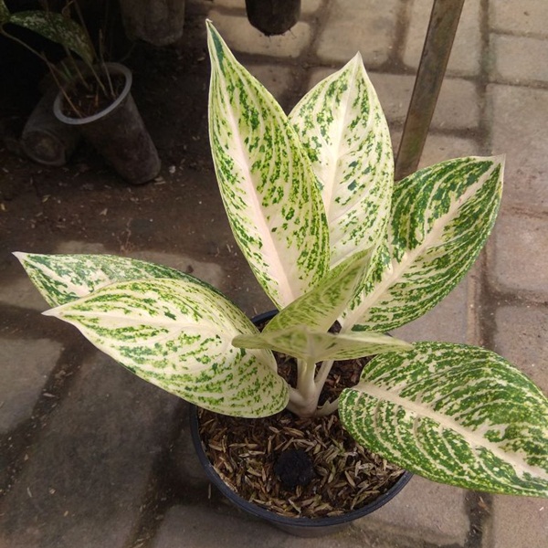 tanaman aglaonema white legacy bibitbunga tanaman aglaonema white legacy bibitbunga