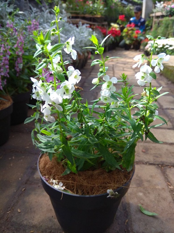 tanaman angelonia putih bibitbunga tanaman angelonia putih bibitbunga