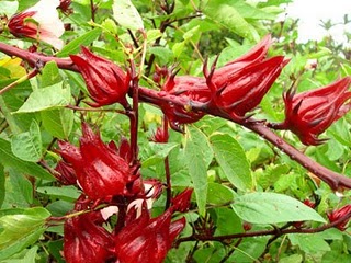 Jual Benih Roselle Rosella  Merah  50 Biji Non Retail 