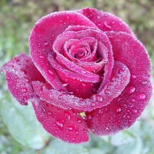 Bunga Mawar Merah Muda