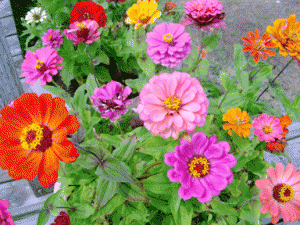 Gambar Bagian  Bunga  Zinnia 