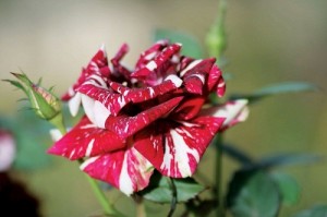 Mawar Batik Merah Putih