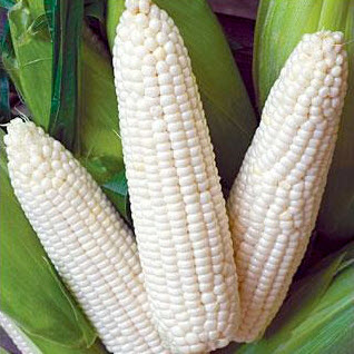 Jagung Putih White Sweet Corn Benih Gambar